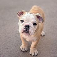 Fawn and white bulldog puppy