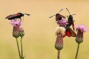 Six-Spot Burnet Moths