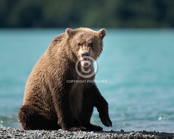 Bear making a face while eating fish