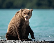 Bear making a face while eating fish