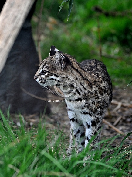 Oncilla (Leopardus tigrinus)