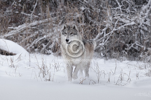 Grey Wolf Grey Wolf