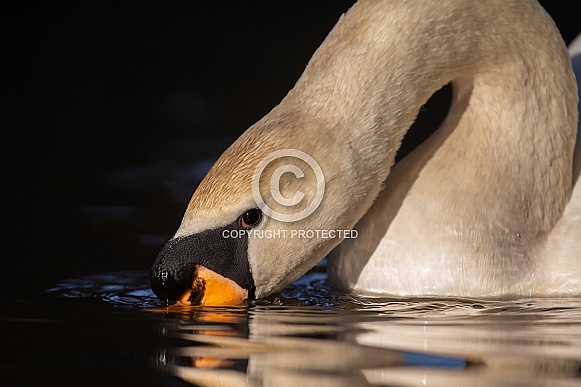 The mute swan (Cygnus olor) The mute swan (Cygnus olor)