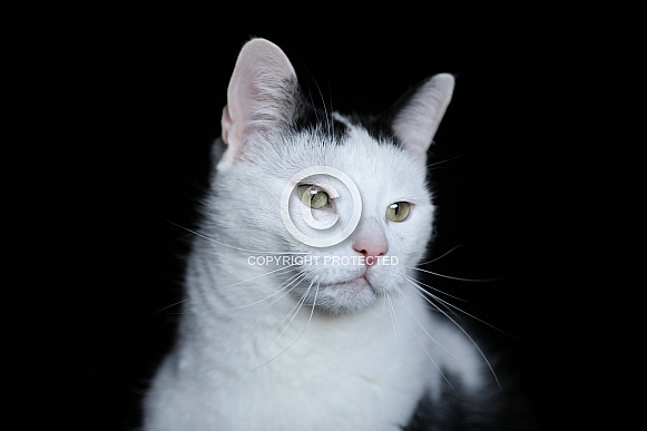 Black and white colored cat