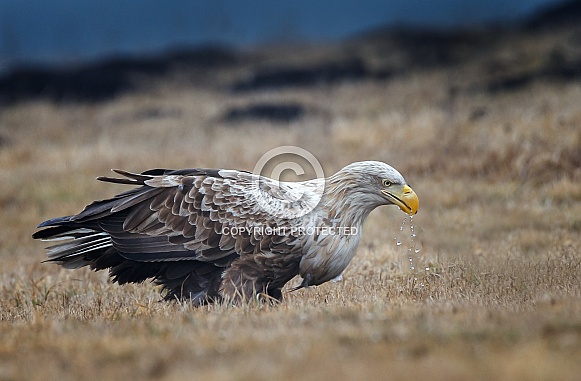 White tailed eagle or European Eagle