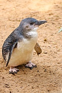 Fairy Penguin