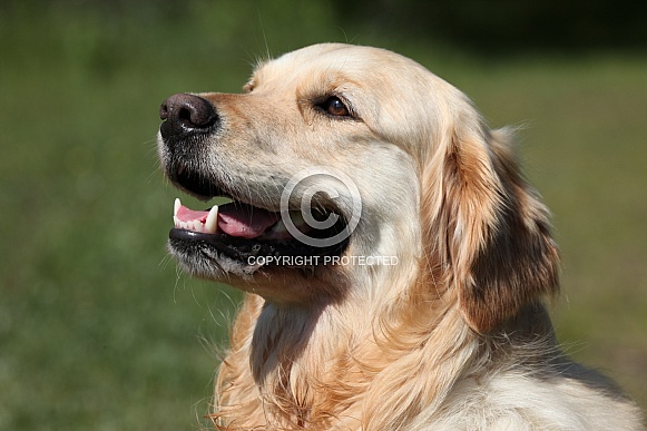 Golden retriever