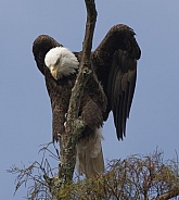 Bald Eagle