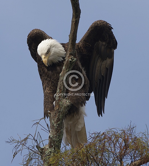 Bald Eagle