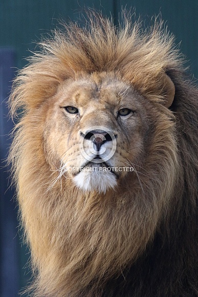 African Lion African Lion