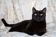A Black cat