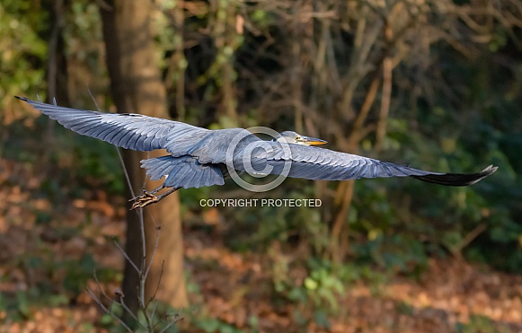Grey Heron Grey Heron