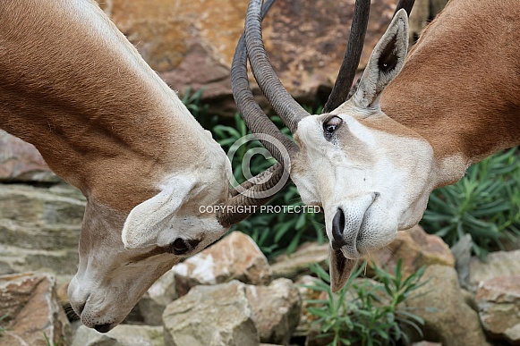 The scimitar oryx (Oryx dammah)