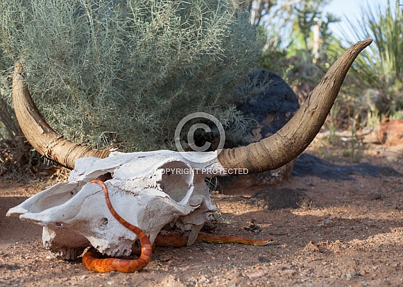 Corn snake, Pantherophis guttatus Corn snake, Pantherophis guttatus