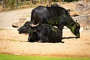 domestic water buffalo