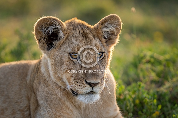 Up close photo of a lion cub Up close photo of a lion cub