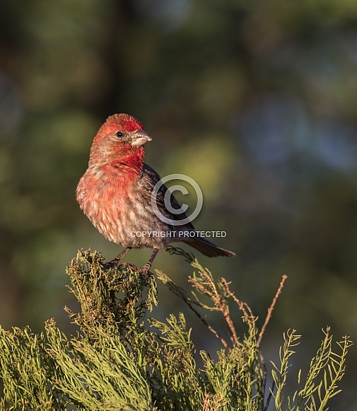 House Finch in Tucson Arizona