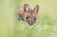 House Mouse
