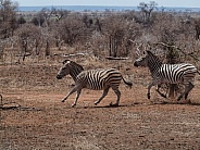 Burchell's (Plains) Zebras