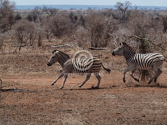 Burchell's (Plains) Zebras