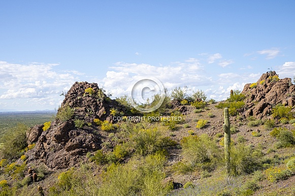 Blooming Flowers in the Sonoran Desert at Picacho Peak State Park Blooming Flowers in the Sonoran Desert at Picacho Peak State Park