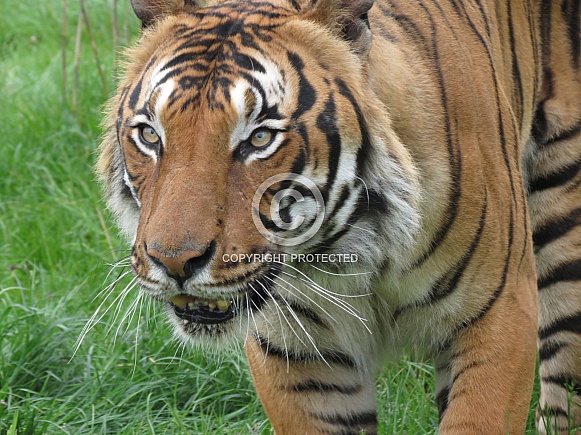 Malayan Tiger Malayan Tiger