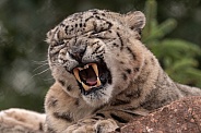 Snow Leopard Yawn Snarl Teeth