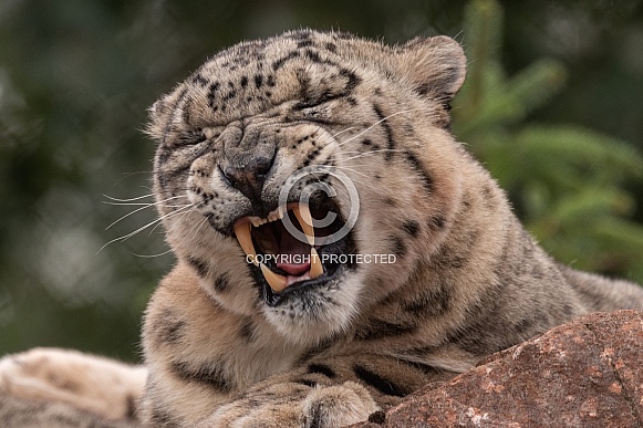 Snow Leopard Yawn Snarl Teeth