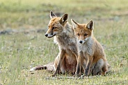 Red fox cubs