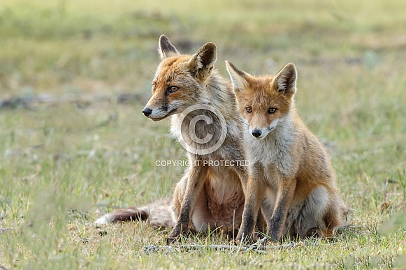 Red fox cubs
