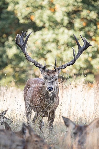 Red Deer Stag Red Deer Stag