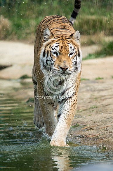 Cat Walk Indian Tiger