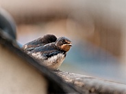 Barn swallows (juveniles)