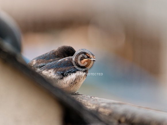 Barn swallows (juveniles)