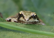 Common Frog