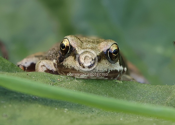 Common Frog