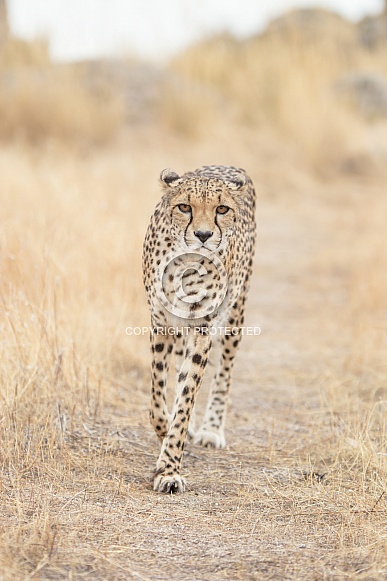 Cheetah Cheetah