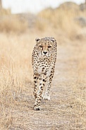 Cheetah