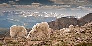 Wild mountain goats against an alpine backdrop