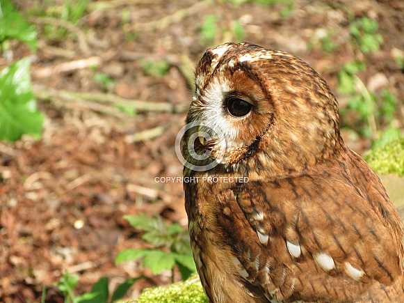 Tawny Owl