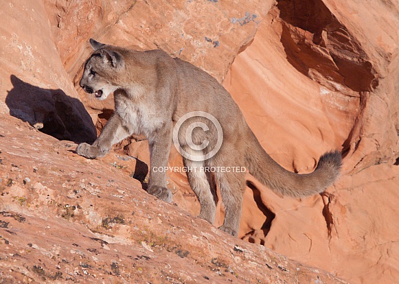 mountain lion, puma, concolor mountain lion, puma, concolor