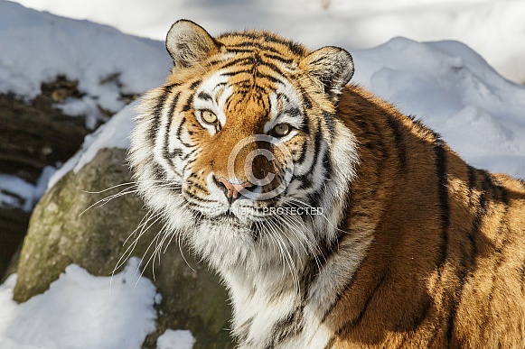 Amur Tiger