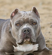 Head shot portrait of a pitbull with sand on her face