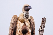 White-Backed Vulture