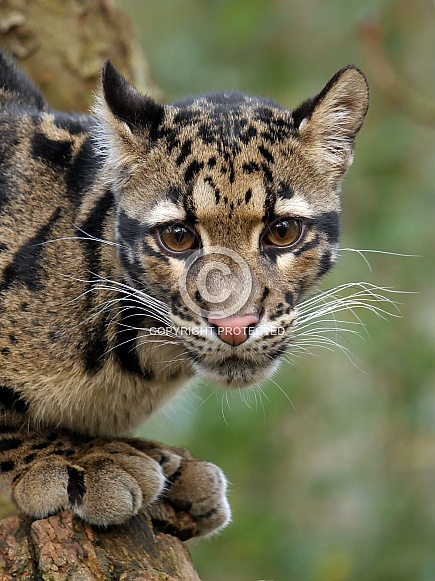 Clouded leopard Clouded leopard
