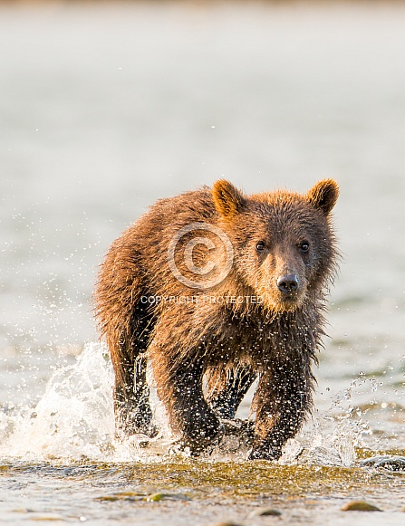 Wild brown bear