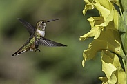 Hummingbird—Fancy Wing Maneuvers