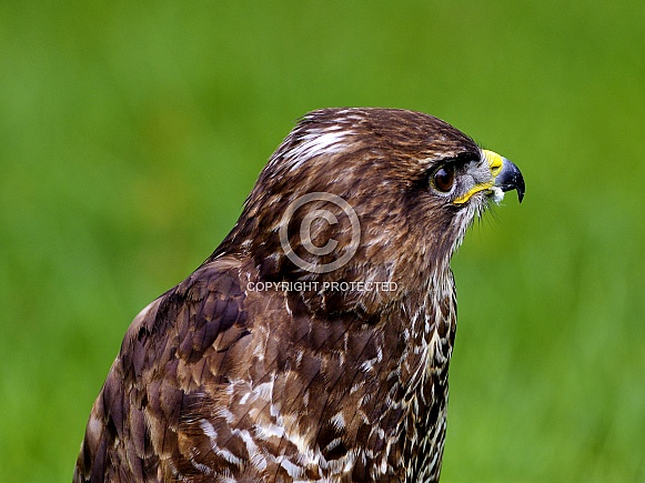 Common Buzzard