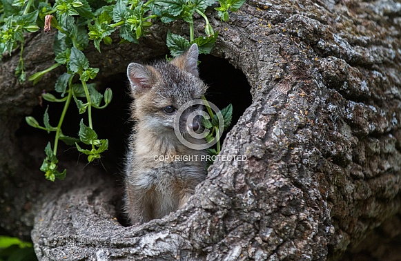 Red Fox Kit peeks out of a burrell