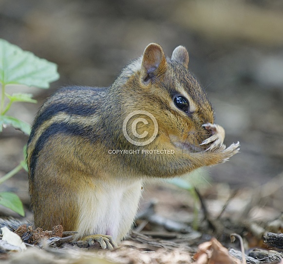 Chipmunk